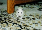 Hamster Photo Nr. 86