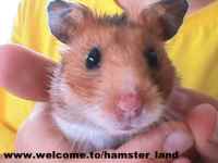 Hamster Photo Nr. 8