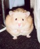 Hamster Photo Nr. 91