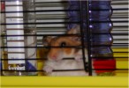 Hamster Photo Nr. 93