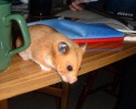 Hamster Photo Nr. 99